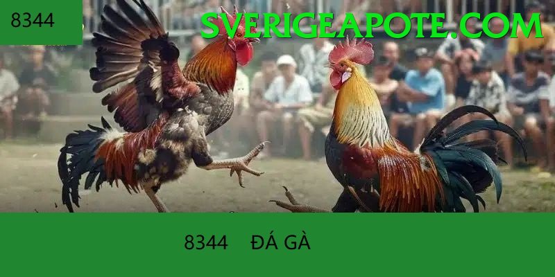 Đá Gà Trực Tiếp - BetVisa