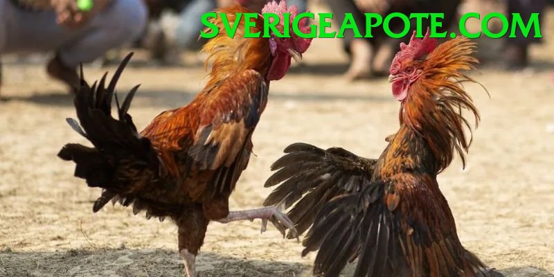 Đá Gà Trực Tiếp - Trải nghiệm tuyệt vời