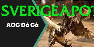 Đá Gà Trực Tiếp - Ưu đãi đặc biệt